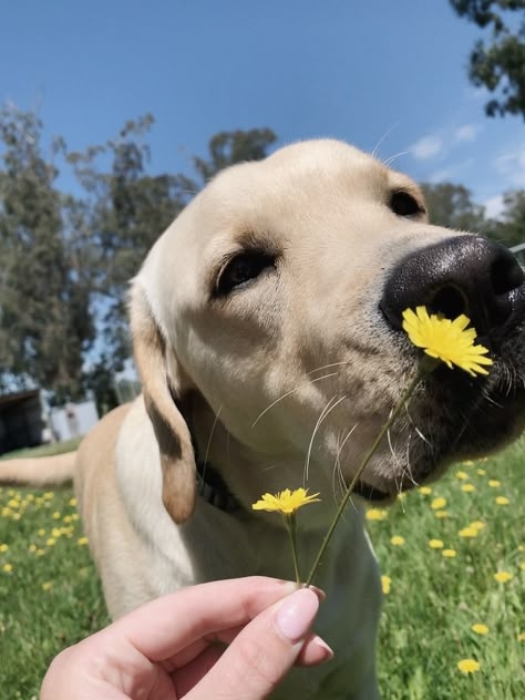 Yellow Lab Puppy Aesthetic, Yellow Labs Dogs, Yellow Lab Aesthetic, Dog Moodboard, Dog Therian, White Lab Puppies, Yellow Lab Puppy, Irish Wolfhound Dogs, Yellow Labrador Retriever