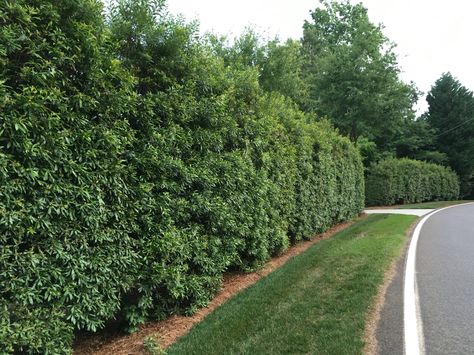 Wax myrtle Hedge http://www.theplantingtree.com/wax-myrtle.html Pacific Wax Myrtle Hedge, Wax Myrtle Hedge, Backyard Border, Best Trees For Privacy, Wax Myrtle, Trees For Privacy, Floor Garden, Thuja Green Giant, Shrubs For Privacy