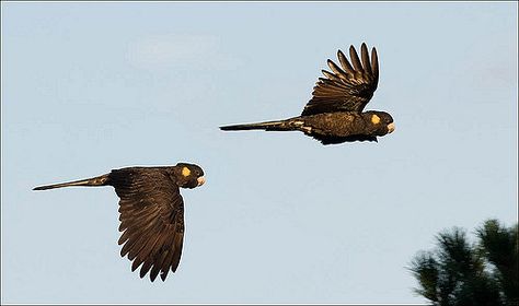 Black Cockatoo Tattoo Ideas, Yellow Tail Black Cockatoo Tattoo, Yellow Tailed Black Cockatoo, Black Cockatoo Tattoo, Cockatoo Tattoo, Animal Therapy, Australian Fauna, Back Tats, Regents Canal