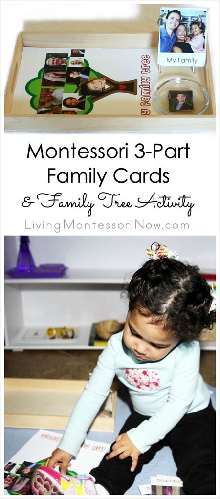 Ideas on how to prepare Montessori 3-part family cards and a family tree activity for toddlers and preschoolers; help children feel more comfortable greeting relatives and begin to learn about family history; part of the 12 Months of Montessori Learning Series Montessori Family Theme, Family Members Activities Preschool, Family Tree Activity, Tree Activity, Family Activities Preschool, Montessori Lessons, Montessori Learning, Montessori Preschool, Montessori Ideas