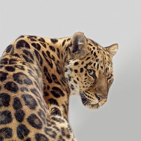 Pet Photography Studio, All Black Cat, Big Cats Photography, Amur Leopard, Sumatran Tiger, Cat Species, Cat Sanctuary, Most Beautiful Animals, Cheetahs