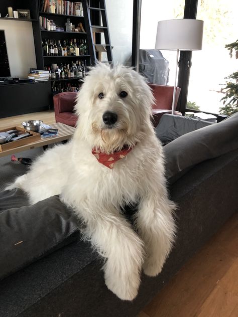 Doodle Grooming, Goldendoodle Grooming, Sheepadoodle Puppy, Spirit Fingers, Dogs Images, Doodle Bugs, Cute Dogs Images, Fluffy Cows, Hypoallergenic Dogs