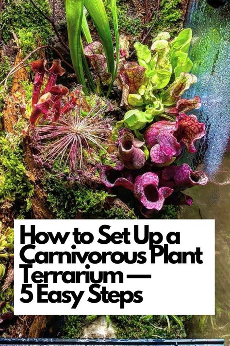 Discover the secrets of setting up a carnivorous plant terrarium with our easy-to-follow guide, perfect for plant enthusiasts of all levels. 🪴 Dive into the 5 simple steps that will help you create a thriving environment for these unique and captivating plants. Explore the fascinating varieties of carnivorous plants, from Venus flytraps to pitcher plants, and select the perfect specimens for your terrarium. IG Photo by: blackwater.ecosystem Carnivorous Plant Paludarium, Bog Plants Indoor, Indoor Carnivorous Garden, Terrarium Venus Fly Trap, Carnivorous Plant Bog Garden, Carnivore Plant Terrarium, Carnivorous Terrarium Ideas, Indoor Carnivorous Plants, Bog Garden Carnivorous Plants