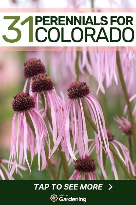 Colorado Native Garden, Colorado Native Landscaping, Colorado Perennials, Colorado Native Plants, Colorado Gardens, Colorado Plants, Colorado Flowers, Flower Planting Guide, Colorado Landscaping