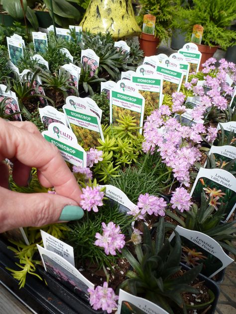 Some plants to buy for fairy gardens! What is a fairy garden you may ask? It is a miniature little garden that you can put in a single pot. It is full of moss, flowers, herbs, or whatever small plants you prefer. What makes a fairy garden really special though, are all the little items that you can use to decorate! There are lawn chairs, rakes, pots, bird baths, bridges, and more! Fairy Garden Plants, Plants Diy, Faeries Gardens, Mini Fairy Garden, Decoration Plante, Garden Terrarium, Fairy Garden Houses, Diy Fairy, Fairy Garden Diy