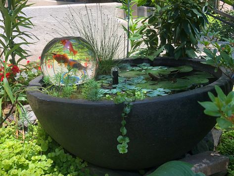 Planter Pond, Aquarium Fountain, Small Water Gardens, Indoor Pond, Mini Pond, Fish Pond Gardens, Container Water Gardens, Patio Pond, Outdoor Ponds