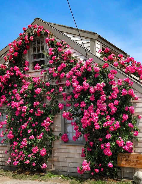 The Rose Covered Cottages of 'Sconset Nantucket - Shorelines Illustrated Nantucket Summer, Little Cottages, Climbing Roses, Rose Cottage, Travel Design, English Countryside, Little Houses, Rose Garden, Travel And Leisure