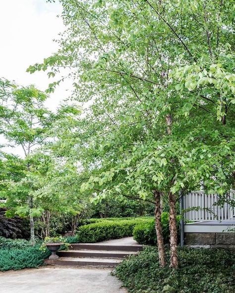 Tropical Birch Tree, Grape Ivy, Betula Nigra, River Birch, Renovation Architecture, Home Landscaping, Birch Tree, Hedges, Bird Feeders