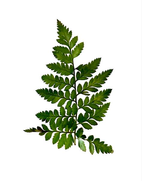 Fern leaf for drawing reference Leaf Reference, Fern Leaf, Drawing Reference, Fern, Design Elements, Drawings, Color, Design