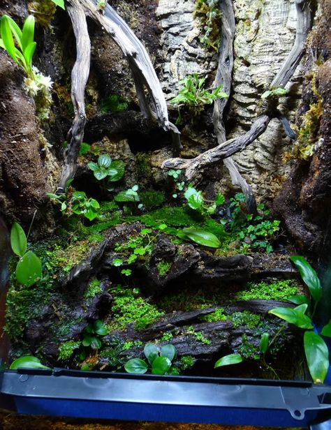 The Planted Tank Forum 18x18x24 Terrarium, Vivarium Hardscape, Aquarium House, Terrarium Collection, Dart Frog Terrarium, Tree Frog Terrarium, Ikan Laga, Vivarium Ideas, Bioactive Vivarium