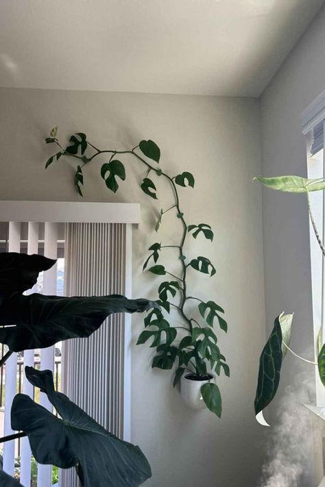 How to train your mini monstera to climb the wall | Better Homes and Gardens Monstera On Wall, Plant Clips For Wall, Plant Climbers Diy, Climbing Plant Wall Indoor, Pothos Climbing Wall, Monstera Plant Trellis, Hanging Monstera Plant, Indoor Trellis Wall, Mini Monstera Plant Climbing