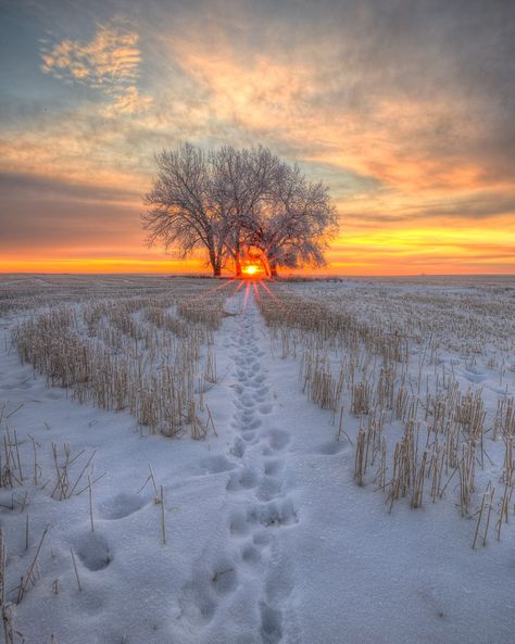 Amazing Wallpaper, Winter Sunrise, Matka Natura, Aesthetic Winter, Winter Sunset, Fotografi Alam Semula Jadi, Winter Photos, Snowy Winter, Winter Scenery