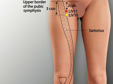 Acupuncture Liver meridian point - LIV 12 chinese name: JIMAI Locate the exact LIV 12 liver point in human body with our chart. Liver Meridian, Acupressure Points Chart, Meridian Acupuncture, Acupuncture Points Chart, Acupuncture Point, Meridian Points, Reflexology Massage, Massage Benefits, Acupuncture Points