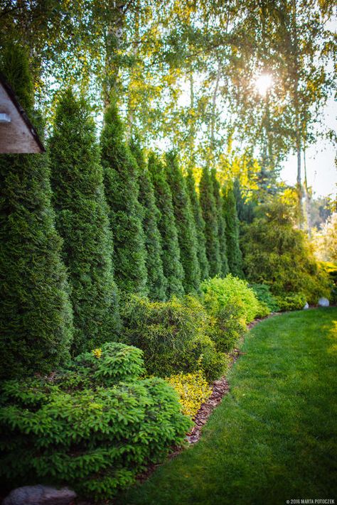 Tree Border:  Trees and bushes provide privacy along the border of the property. Evergreen Landscape, Large Backyard Landscaping, Tree Borders, Privacy Trees, Landscape Borders, Privacy Landscaping, Backyard Privacy, Garden Shrubs, Large Backyard