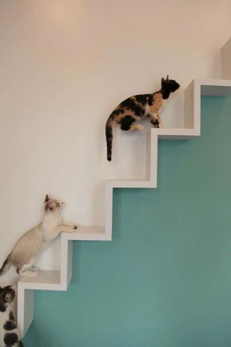 High Ceiling Cat Wall, Katt Diy, Cat Room Decor, Cat Climbing Wall, Cat Furniture Design, Katt Grejer, Kat Diy, Cat Bedroom, Cat Patio