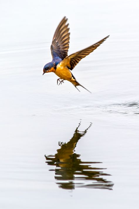 A barn swallow flying over the lake at Prospect Park in Wheat Ridge, Colo. Flying Bird Tattoo, Barn Swallow, Swallow Tattoo, Bird Flying, Swallow Bird, Chinoiserie Wallpaper, 문신 디자인, Swallows, Birds Tattoo