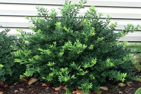 Ilex crenata 'Hoogendorn' (Hoogendorn Japanese Holly)-A low growing dense, mounding and compact evergreen with excellent dark green shiny flat leaves.  Grows twice as wide as it does tall and does well in full sun or partial shade.  Little or no pruning is needed making this a maintenance free plant.  A good foundation plant or border hedge. Height 24-30", Width 3-4', Hardiness Zone: 5-7 Foundation Landscaping, Evergreen Foundation Planting, Japanese Holly, Ilex Crenata, Small Evergreen Shrubs, Shrubs For Landscaping, Evergreen Bush, Good Foundation, Broadleaf Evergreen