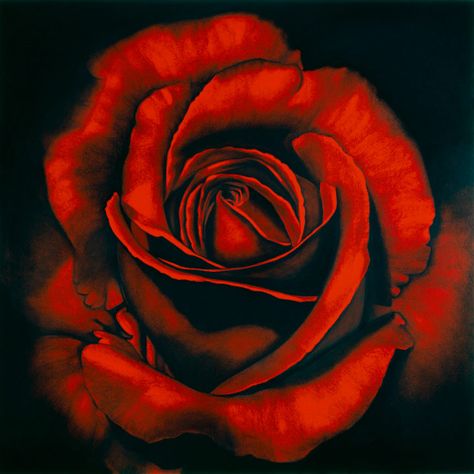 "Ophelia #5," a charcoal drawing by Robert Longo. Black Paper Drawing, Flower Painting Canvas, Chicano Art, Beautiful Rose Flowers, Rose Painting, Flower Art Painting, Black Paper, Art Drawings Sketches, Red Rose