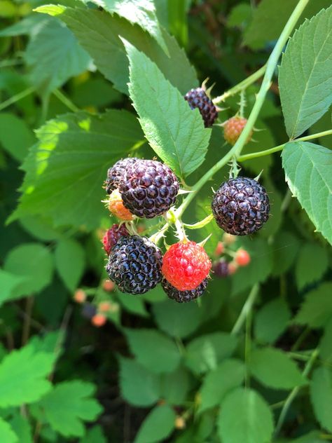 Black raspberry 'Jewel' Care (Watering, Fertilize, Pruning, Propagation) - PictureThis Black Raspberries, Raspberry Bush, Growing Raspberries, Raspberry Plants, Tattoo Reference, Parts Of A Plant, Beneficial Insects, Black Raspberry, Organic Matter