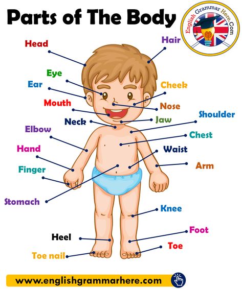 Part Of The Body For Kids, Parts Of The Body Worksheet, Parts Of Human Body, Body In English, My Body Parts, Human Body Vocabulary, Aktiviti Prasekolah, Kertas Kerja Prasekolah, Body Parts For Kids