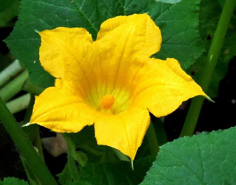 Squash Blossom, Kentlands, Summer Flowers IMG_2953  Photograph by Roy Kelley using a Canon PowerShot G11 camera.  Roy and Dolores Kelley Photographs Pumpkin Varieties, Pumpkin Vegetable, Pumpkin Vine, Zucchini Flowers, Planting Pumpkins, Zucchini Blossoms, Growing Pumpkins, Flower Colors, Pumpkin Flower