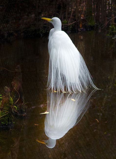 Great Egret (Breeding adult) | Also known as Common Egret, Large Egret or Great White Heron Great White Egret, White Heron, Great Egret, White Egret, Albino Animals, Herons, Animale Rare, White Bird, Great White