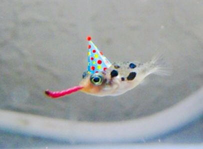 Cute Fish Aesthetic, Pufferfish Aesthetic, Silly Pufferfish, Pufferfish Cute, Animals In Hats, Fish Meme, Silly Fish, Fish Funny, Funny Fish