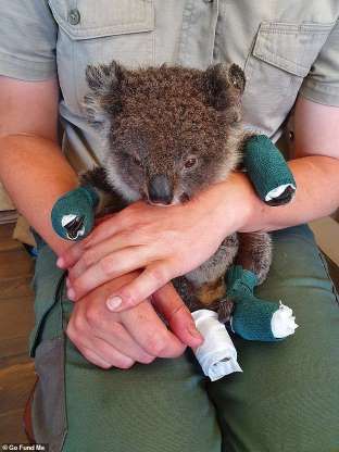 Working In Australia, Wildlife Rehabilitation Aesthetic, Animal Care Aesthetic, Animal Rescue Aesthetic, Vet Aesthetic, Vet School Motivation, Wildlife Biology, Rescuing Animals, Vet Life