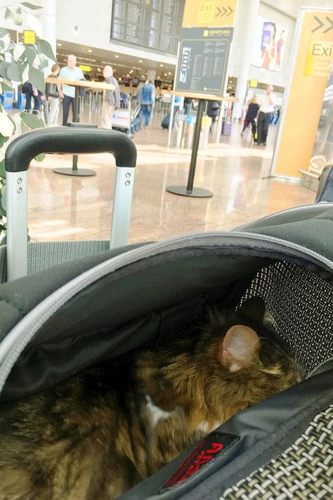 Traveling With Cats On A Plane, Cat In Airplane, Travel With Cat, Taking Cat, Cat Transport, Year Board, 2023 Moodboard, Travel Cat, Cat Travel Carrier