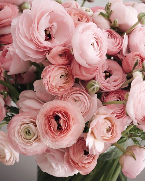 Pale Pink Ranunculus, Light Pink Ranunculus, Ranunculus Pink, Ranunculus Bouquet, Pink Ranunculus, Flower Identification, Silk Bra, Boquette Flowers, August Wedding