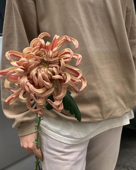 Chrysanthemum Aesthetic, Punk Flowers, Chrysanthemum Flower Arrangement, Chrysanthemum Bouquet, Boquette Flowers, Nothing But Flowers, Chrysanthemum Flower, Flower Therapy, October 2