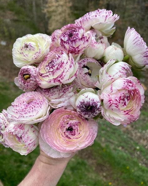 Ranunculus Purple, Wedding Fair, Bright Pastels, Favorite Flowers, Ranunculus, Purple Wedding, Bouquets, Beautiful Flowers, Blossom