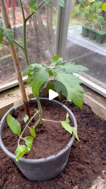 Ben a Hamilton anderson , David Austin rose Expert on Instagram: "The best way to tie in and surport tomato plants 

#gardenerben #gardener #tomatoes #tieingin #growyourown #homegrown #howto #doitrright #organicgardening #gardentotable #grow #hintsandtips #howto #gardengram #vegetablegarden #gardenreels #gardenersofinstagram #gardenersofig #growgram #reelsofinstagram" Tying Tomato Plants, Tomato Plants Growing Tips, Growing Tomatoes Indoors, Tomatoes Growing, How To Grow Tomatoes, Tomato Growing, Tips For Growing Tomatoes, David Austin Rose, Companion Gardening