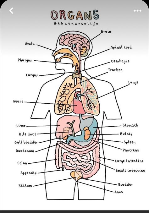 Physiology Aesthetic, Anatomy Notes Aesthetic, Aesthetic Anatomy, Anatomy And Physiology Notes, Medicine Knowledge, Med Notes, Anatomy Posters, Anatomy Notes, Nursing School Inspiration