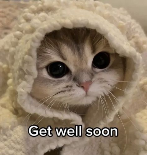 Photos To Reply With, Feel Better Cat Images, Cat Pics With Text, Sick Cat Reaction Pic, Get Well Soon Reaction Pics, Cute Cat Memes Feelings, Get Well Soon Quotes For Her, Get Well Soon Meme, Cat Mood Pics