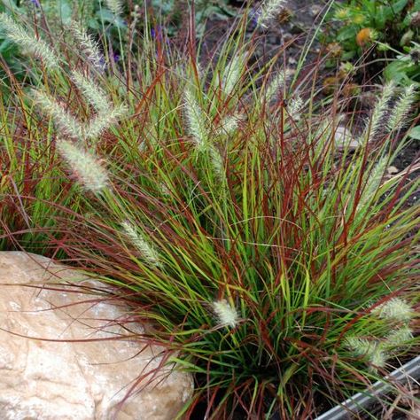 16 Ornamental Grasses You Should Grow | HGTV March Gardening, Ornamental Grasses For Shade, Miniature Fountain, Ornamental Grass Landscape, Winnetka Illinois, Landscaping With Fountains, Pool Plants, Shade Grass, Hgtv Garden