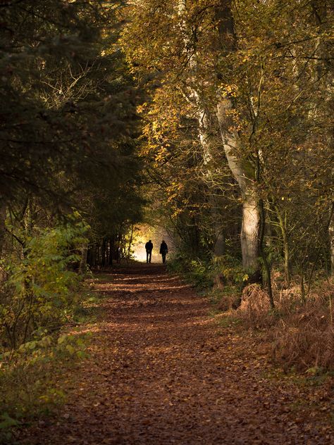 Witchy Academia, Couples Walking, Forest Path, Cottage In The Woods, Forest Road, Forest Art, Deep Forest, Walk In The Woods, Autumn Forest