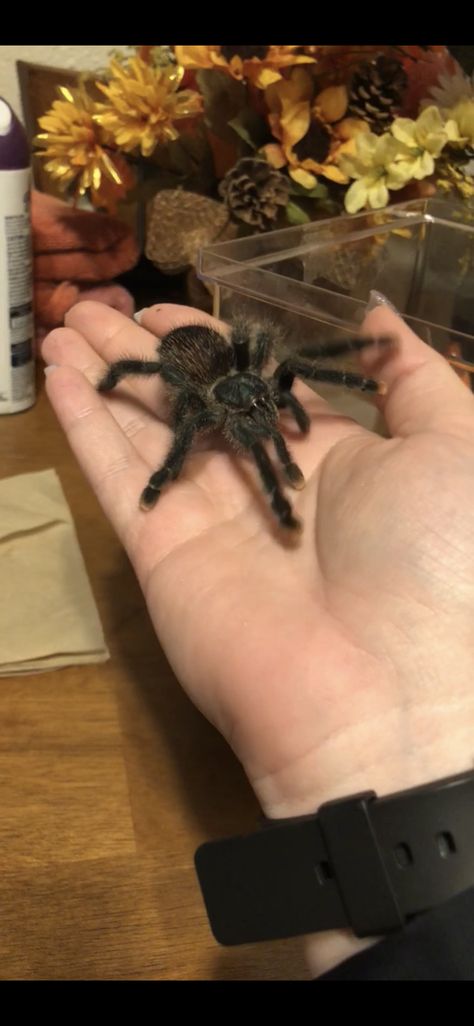 Charolette my Pink Toe Tarantula 💞 Pink Toed Tarantula, Pink Toe Tarantula, Spooky Spiders, Pink Toes, Whitetail Deer, Bearded Dragon, Spiders, Purple, Animals