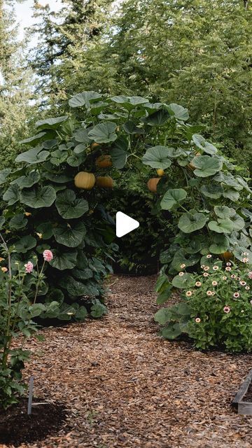 Pumpkin Garden Ideas, Diy Booklet, Pumpkin Arch, Diy Arch, Metal Fence Posts, Veggie Gardens, Growing Pumpkins, Fence Posts, Gardening 101