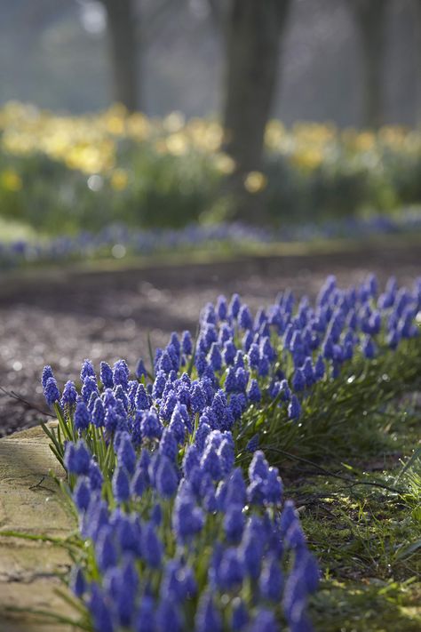 Gardening 101: Grape Hyacinth: Gardenista Hyacinths Garden, Muscari Flowers, Grape Hyacinth, Aquaponics System, Garden Bulbs, Gardening 101, Growing Grapes, Garden Care, Gorgeous Gardens