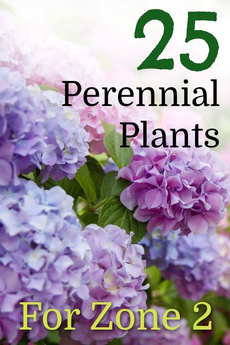 hydrangea Zone 2 Landscaping Ideas, Zone 2 Perennials Landscapes, Zone 2 Gardening, Wyoming Landscape Ideas, Zone 2 Perennials, Zone 3 Perennials Garden Plan, Zone 3 Gardening Canada, Zone 4 Perennial Garden Layout, Zone 3 Landscaping