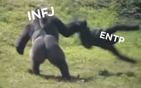 Entp Infj Meme, Entp X Infj Memes, Entp And Infj Relationships, Entp X Infj Relationship, Infj Entp Ship, Infj Entp Couple, Entp And Infj, Infj X Entp, Entp X Infj