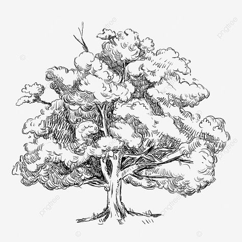 Big Tree Drawing, Sketch Plants, Trees Drawing, Drawing Trees, Plant Png, Big Trees, Drawing Png, Nature Sketch, Tree Sketches