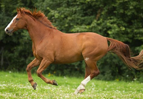 Image Falabella Horse, Chestnut Horses, Suffolk Punch, Island Horse, American Quarter Horse Association, Mare Horse, Broken Angel, Warmblood Horses, Horse Facts