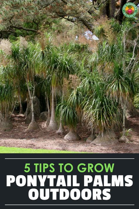 Lady Palm Outdoor, Ponytail Palm Outdoor, Ponytail Plant, Ponytail Palm Care, Ponytail Palm Tree, Beach Exterior, Beaucarnea Recurvata, Epic Gardening, Small Garden Layout