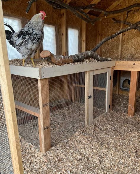 Grow Out Pens For Chicks, Shed Chicken Coop Conversion, Owning Chickens, Inside Chicken Coop, Chook Pen, Chicken Coop Designs Diy, Brooder Box, Chicken Brooder, Backyard Animals