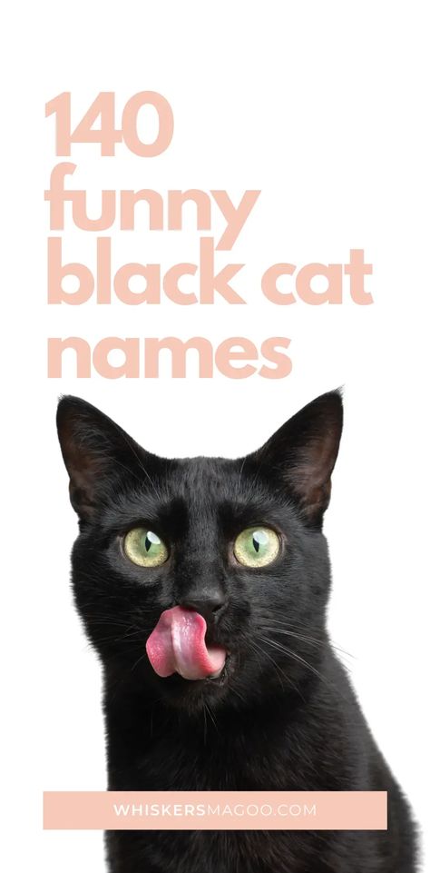 From Ozzy, Cash, and Spider, to Darth Whisker, Furlock Holmes, Catnibal Lecter, and more, check out 140 funny black cat names right here! Black Cat Names Female, Male Black Cat Names, Long Haired Black Cat, Black Cat Personality, Black Cat Craft, Black Cat Names, Cat Name Ideas, Black Cat Humor, Black Cat Pictures