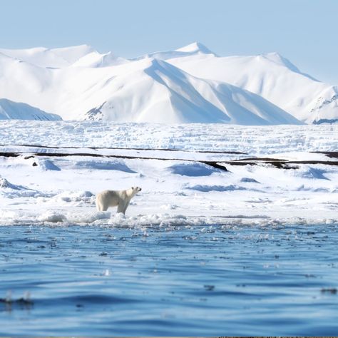 Did you know that Svalbard is one of the best places on Earth for spotting polar bears in the wild? This Arctic paradise offers some of the best opportunities to observe these magnificent creatures as they roam freely in their natural habitat. Experience the thrill of witnessing polar bears in their icy domain, set against the stunning backdrop of Svalbard's rugged landscapes. Whether you're an avid wildlife enthusiast or simply seeking a unique adventure, a visit to Svalbard is sure to be ... Svalbard Aesthetic, Arctic Scenery, Arctic Aesthetic, Arctic Cruise, Antarctica Cruise, Arctic Landscape, Places On Earth, Call Of The Wild, Luxury Cruise