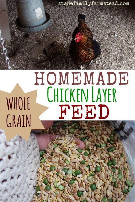 Homemade Chicken Layer Feed Chicken Layer Feed, Organic Chicken Feed, Layer Feed, Urban Chicken Farming, Chicken Feeders, Urban Chickens, Backyard Chicken Farming, Best Chicken Coop, Raising Backyard Chickens