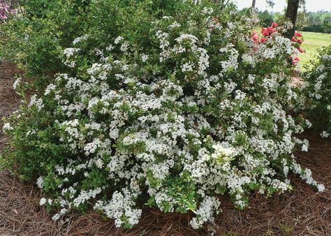 Louisiana Cottage, Native Plant Gardening, Foundation Planting, Plant Garden, Garden Plans, Cottage Gardens, Spring Plants, Native Garden, Woodland Garden